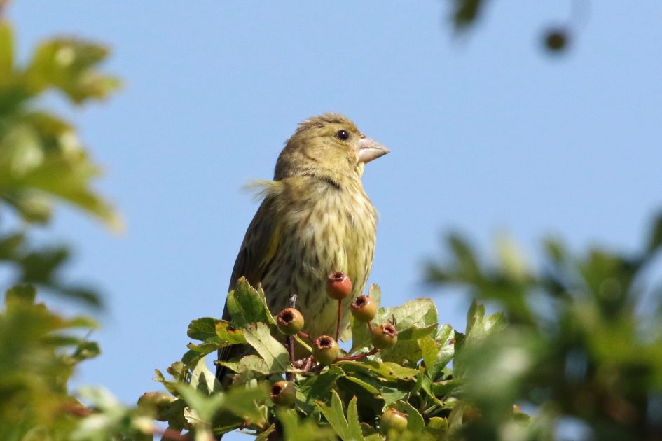 Welk vogeltje is dit?